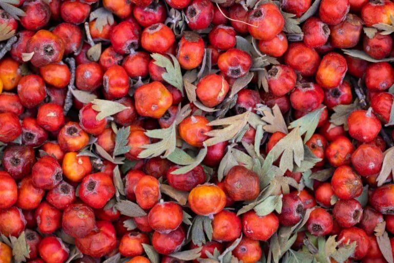 Hawthorn berries and olive leaves, natural ingredients used in heart-health supplements
