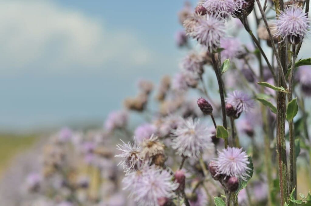 Milk thistle, a natural ingredient studied for liver support